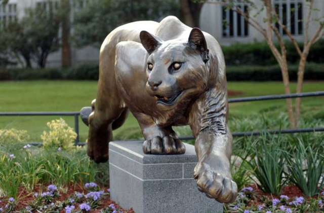 Female cougar at the University of Houston